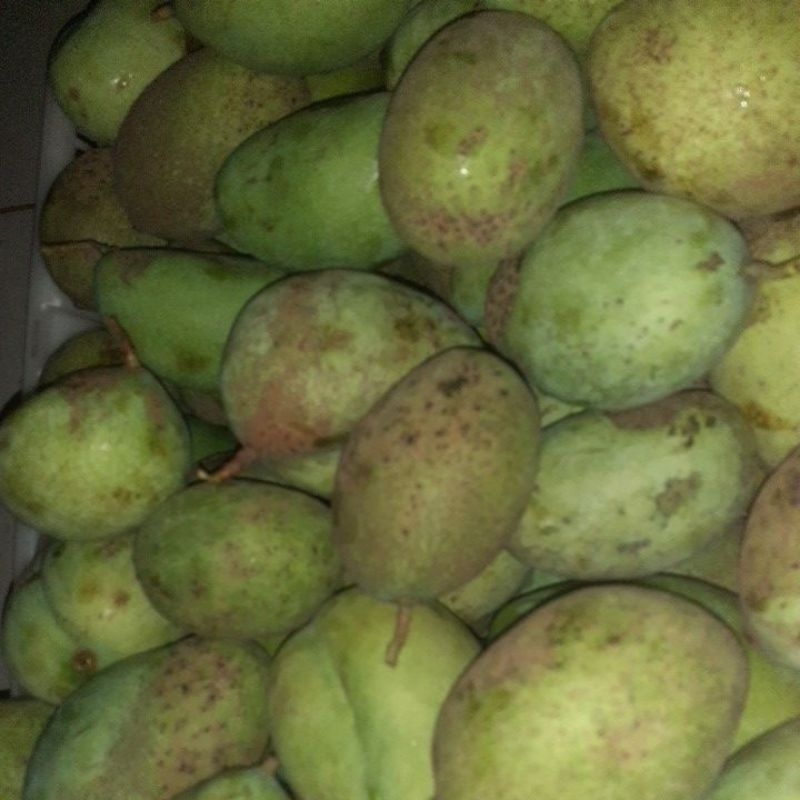 

mangga surtiran pencit 1 kg