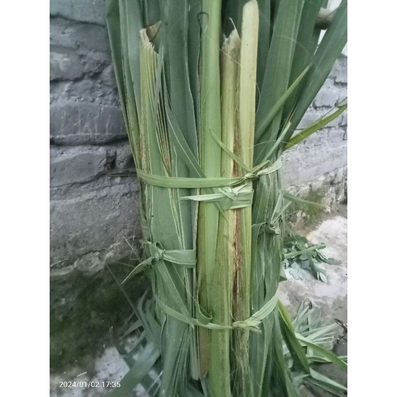 

Promo! DAUN LONTAR SIWALAN TYPE SEDANG BASAH 1 PUCUK FULL=2IKAT