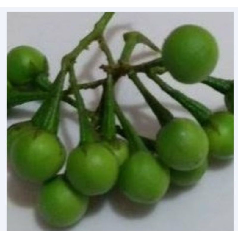

RIMBANG/CEMPOKA
