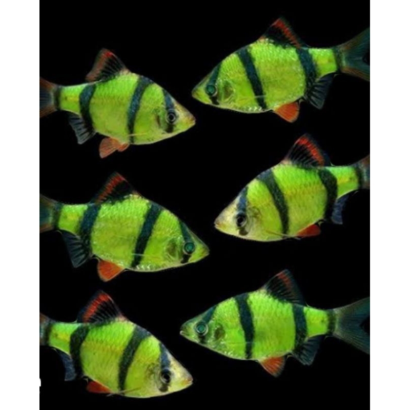 Tiger Barb Glowing Fish / Tiger Belang Glow fish / Aquascape