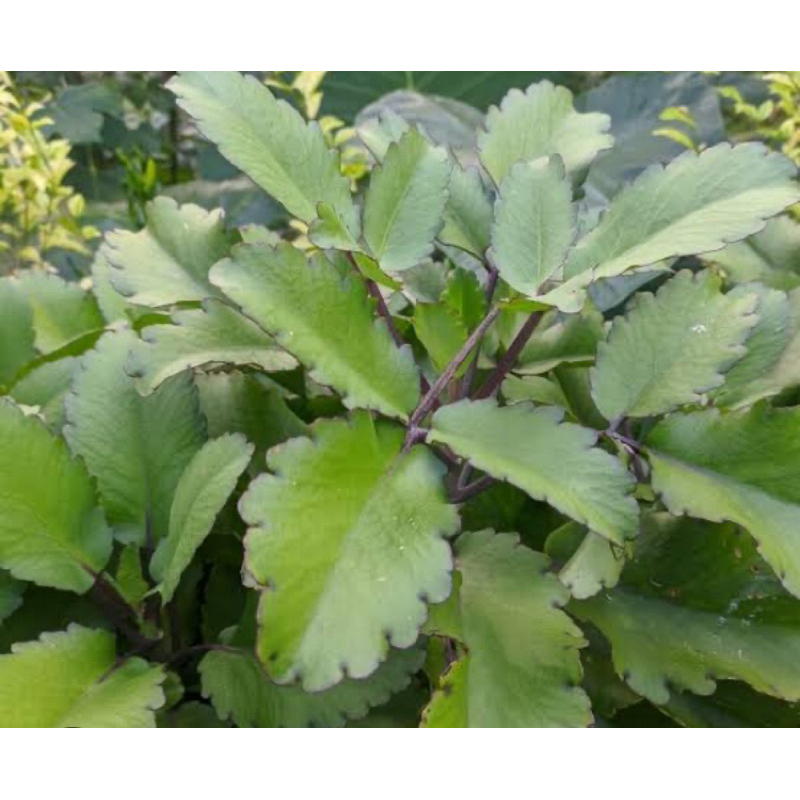 

Daun cocor bebek segar 250 gram petik langsung-az