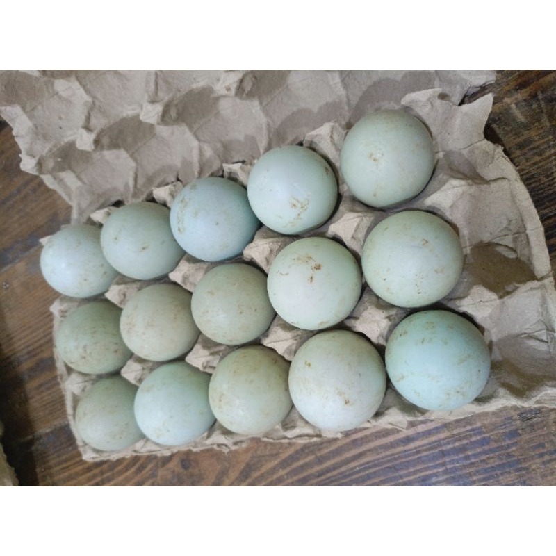 

Telur Bebek Omega Super isi 15 butir