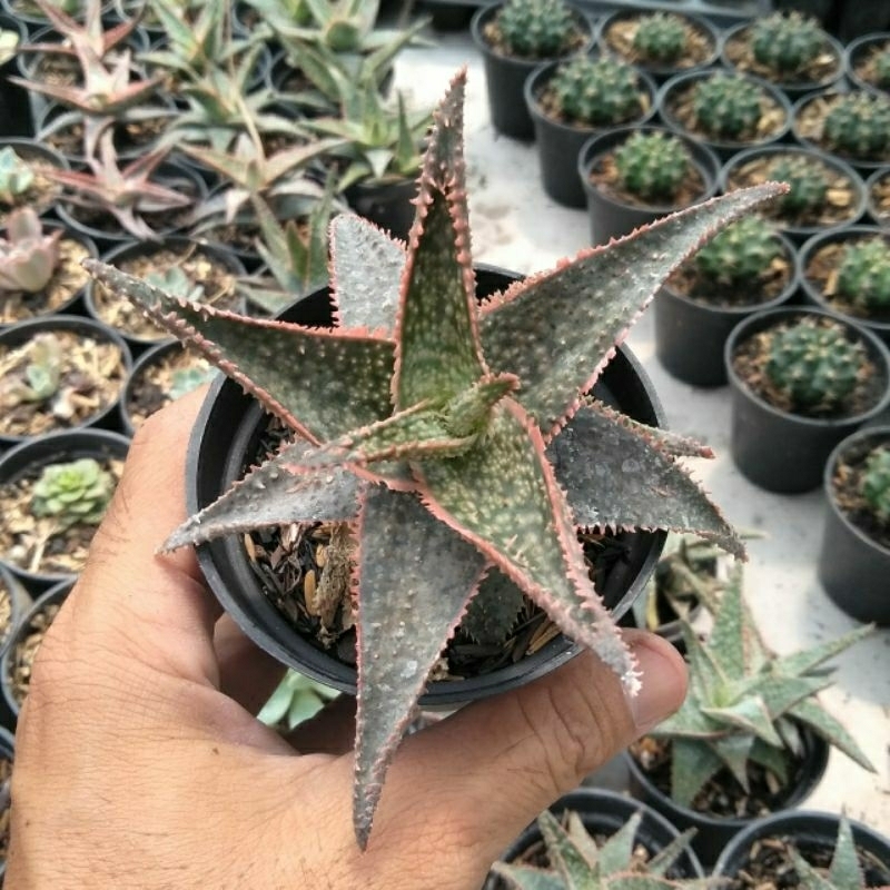 Sukulen aloe merah/sukulen murah/kaktus murah/kaktus mini