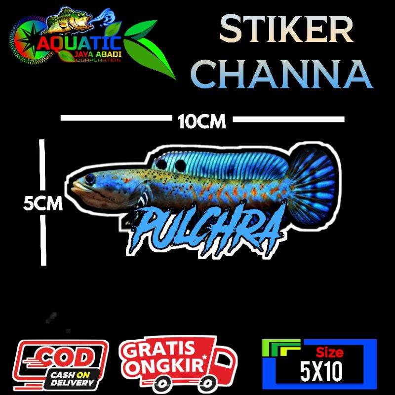 

Sticker Channa Blue Pulchra Size 8-10cm