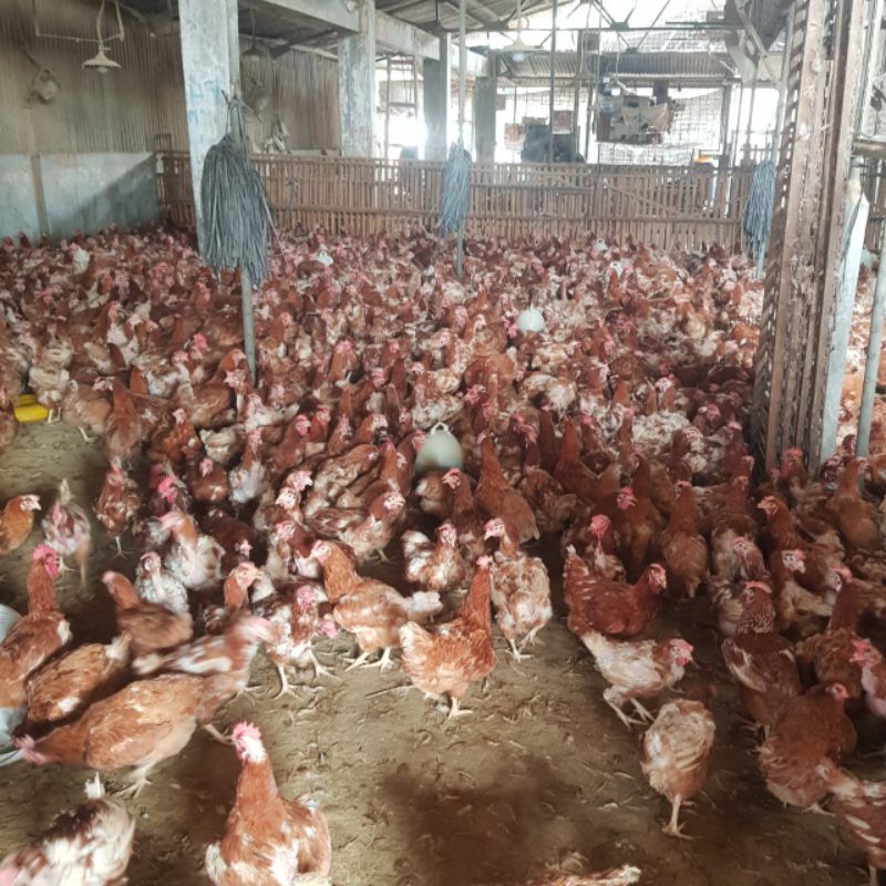

Ayam Merah / Petelur