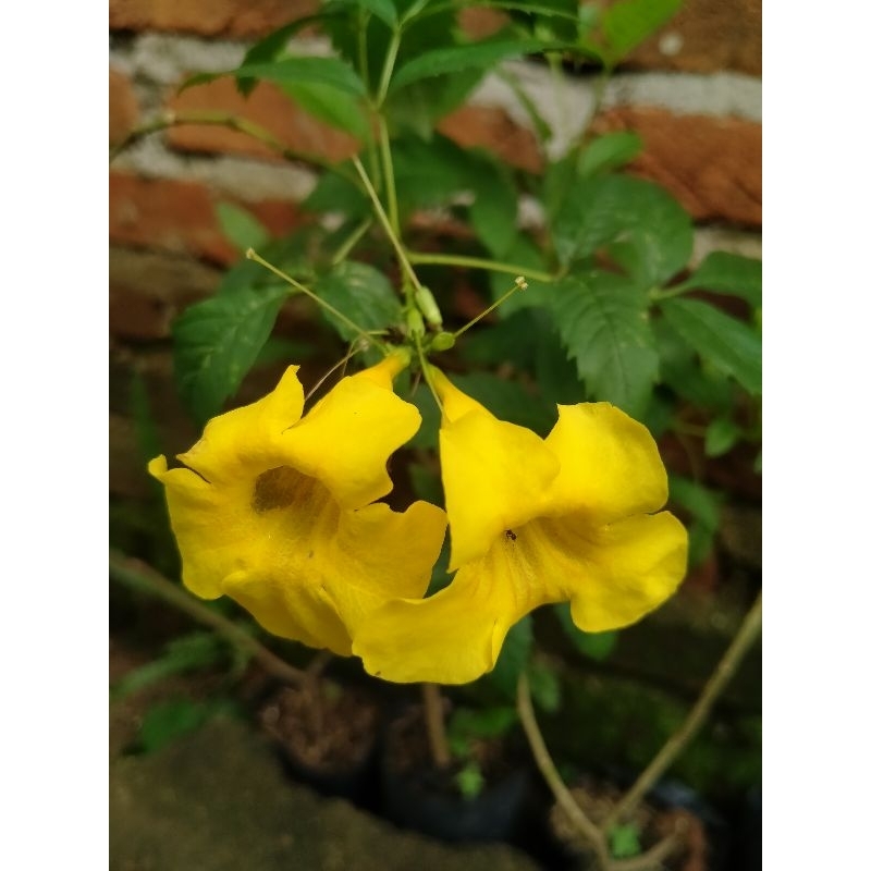 bibit bunga terompet emas bunga alamanda kuning