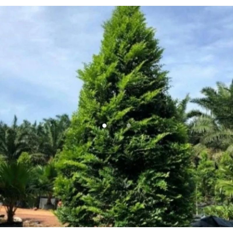 Tanaman hias Diospyros Buxifolia tinggi 1meter 40cm