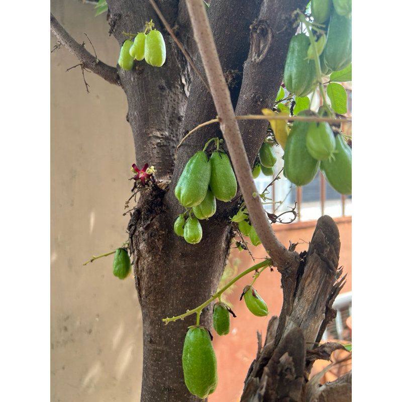 

BELIMBING WULUH WOLU per ons