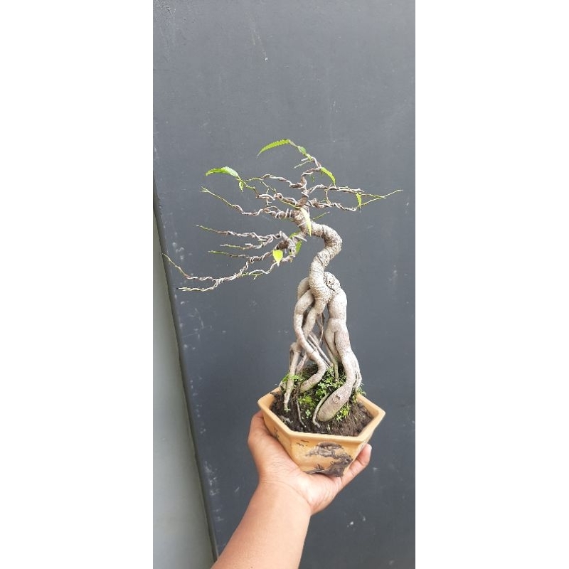 Bonsai beringin benjamin