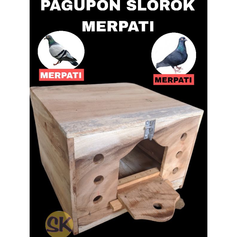 PAGUPON MERPATI BURUNG DARA SLOROK TERNAK