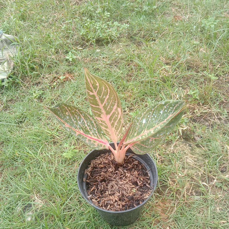 aglonema pride of sumatra