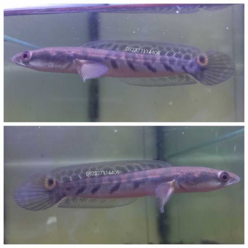 ys maru 12 cm bar 5.5 real pict