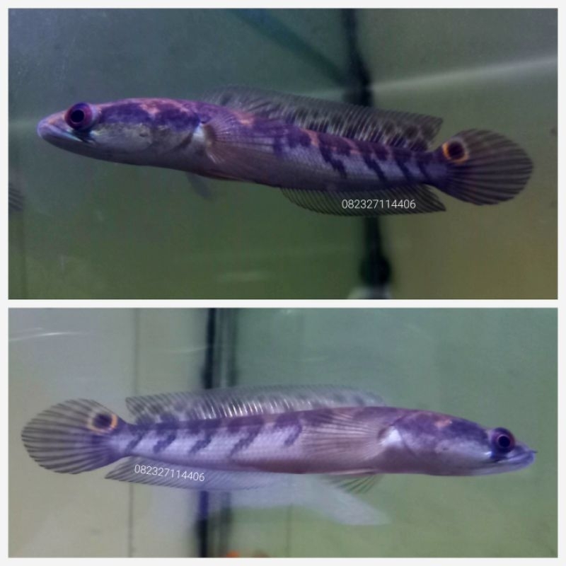 maru ys bar 5.5 simet rapi ukuran 12 cm