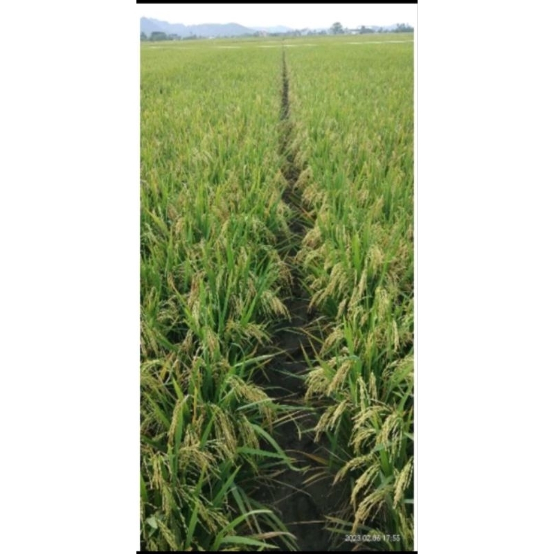 padi unggul srikandi