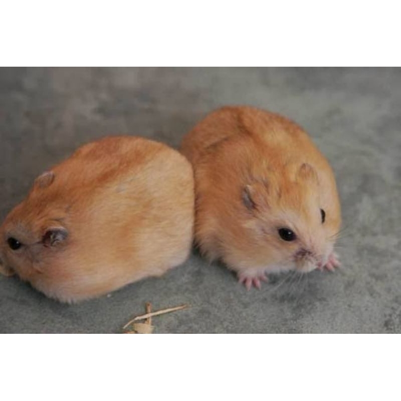 Hamster ww winter white golden pearl saphire tiger dewasa indukan hammy lucu betina dewasa anakan