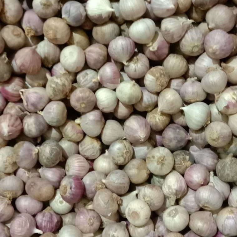 

Masih fresh Bawang putih tunggal kecil 1kg impor murah