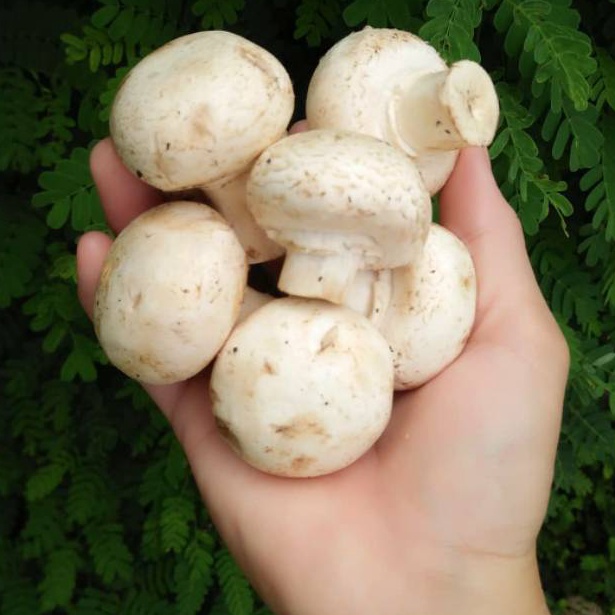 

Promo Max Jamur Kancing Champignon Mushrooms