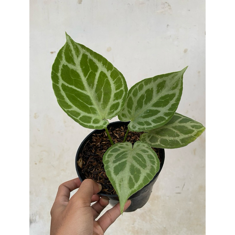 tanaman hias Anthurium Silver tiger seedling