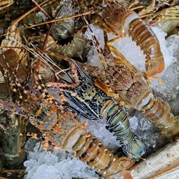 

LOBSTER LAUT MANIS SUPER/ SEGAR/ MURaH/ BEST SELLER