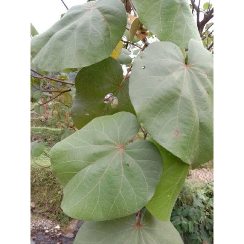 

DAUN WARU SEGAR PER 20 lembar