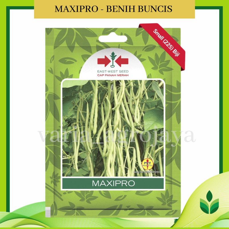 Benih Bibit Buncis Maxipro - Cap Panah Merah