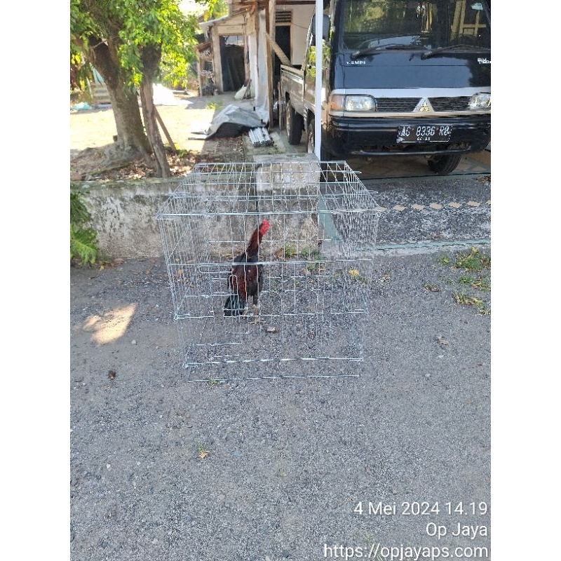 Kurungan kandang lipat ayam jago galvanis