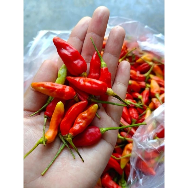 

cabai rawit ekstra pedas 500gr