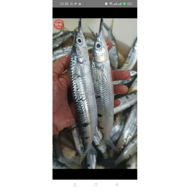 

Ikan kacang kacang/ ikan julung julung