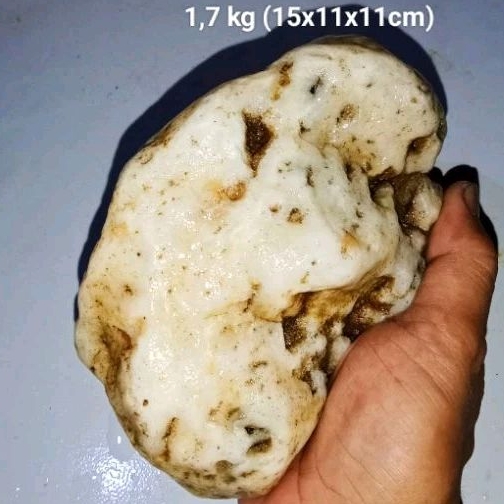 batu fosil mani gajah full kristal (461)