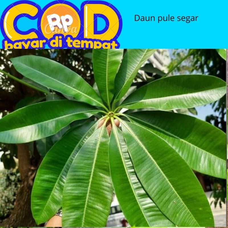 

Daun pule segar dipetik saat di pesan 250 gram