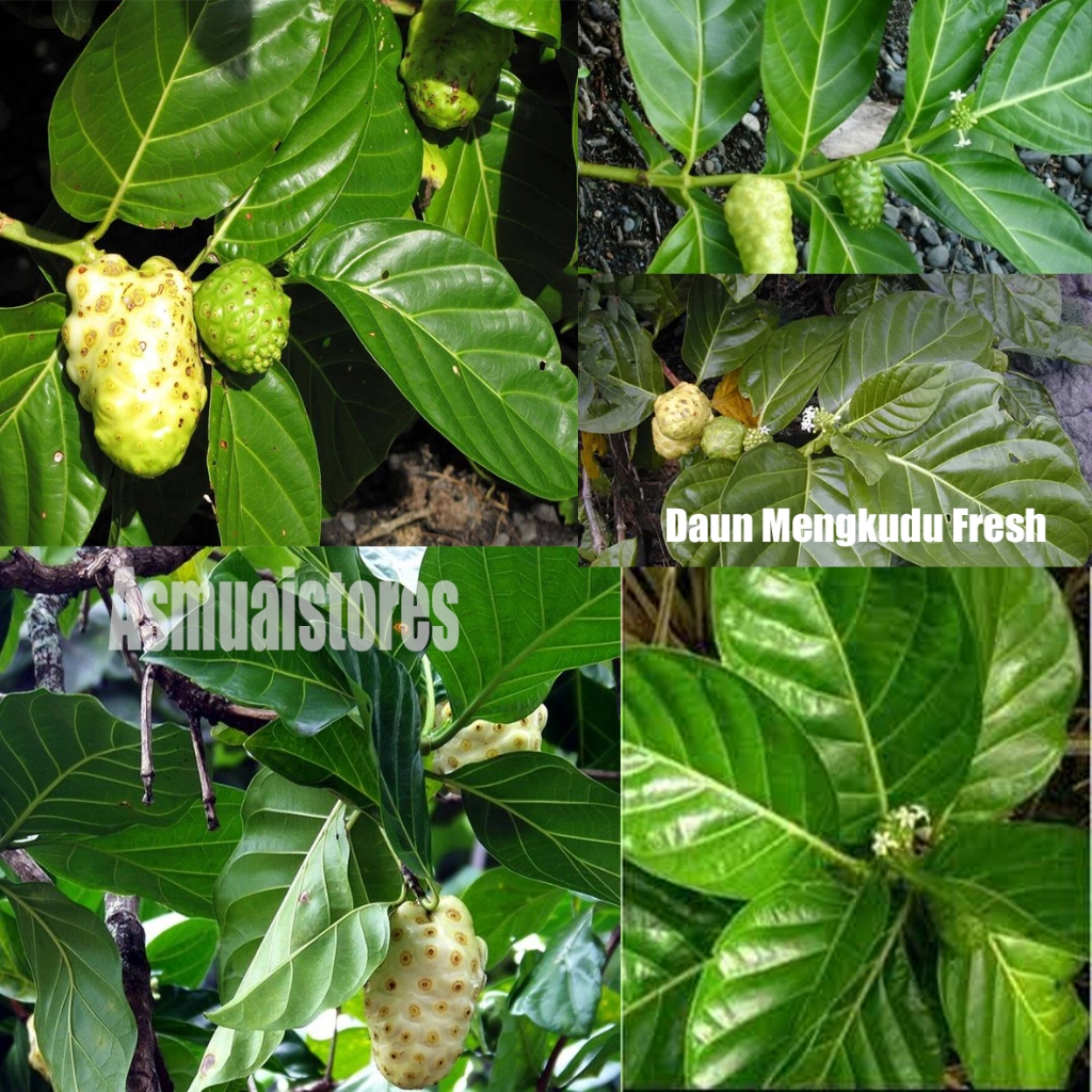 

Daun Mengkudu Segar - Daun mengkudu fresh per lembar baru petik berkualitas super