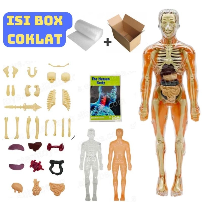 [Whispers] HUMAN BODY ANATOMY MODEL - MAINAN DOKTER - MAINAN TENGKORAK - HUMAN ORGANS - Mainan