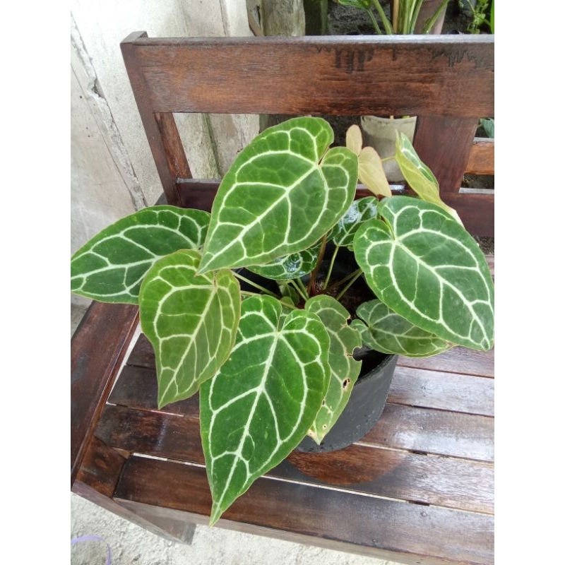 Tanaman hias Antorium kuping gajah mini rimbun