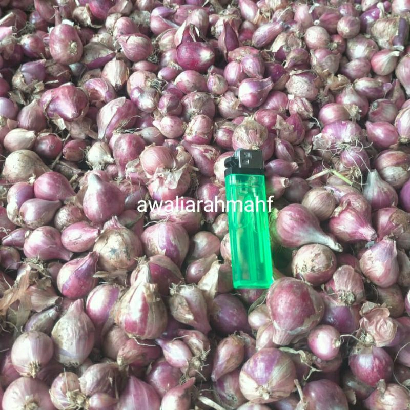 

BAWANG MERAH 500G ASLI PETANI KULON PROGO