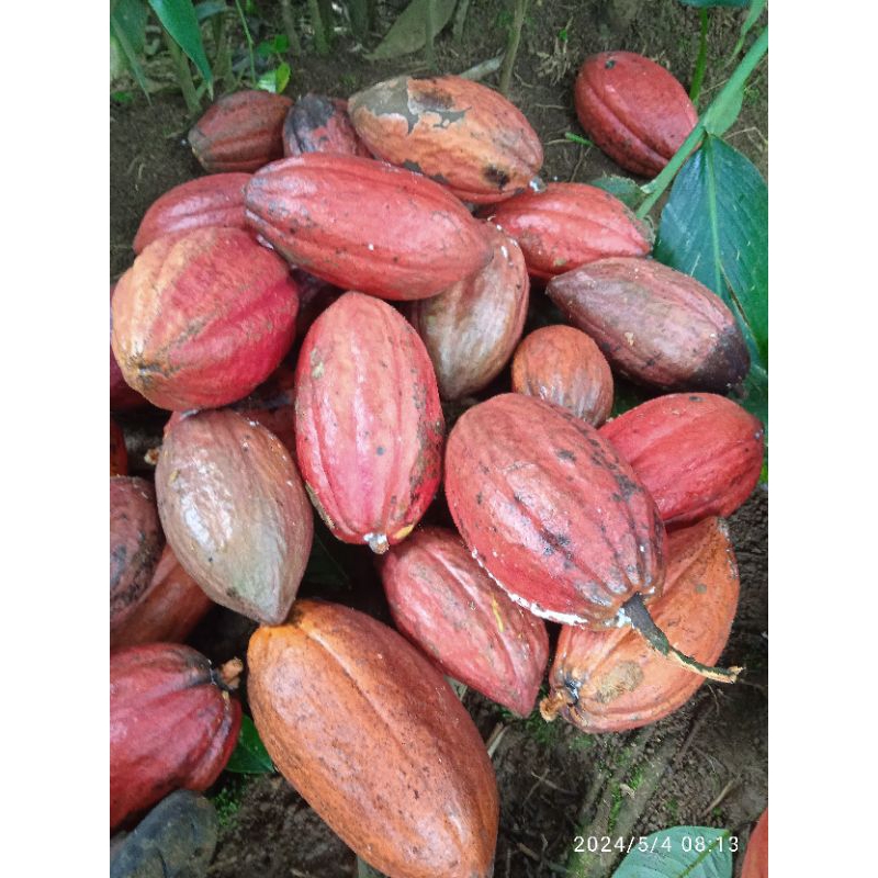 

Buah coklat mateng per 1 kg