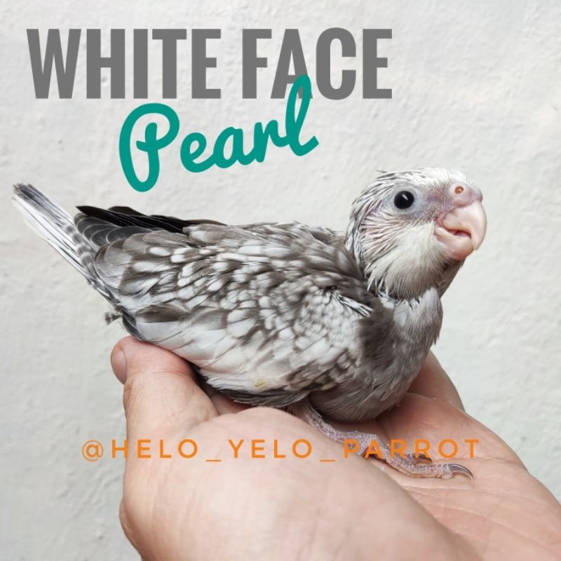 Parkit Australia WF / Falk / Cockatiel White Face