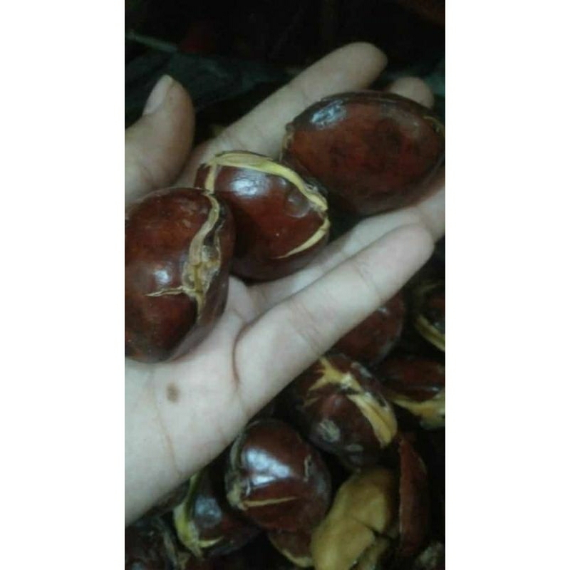 

JENGKOL SUPER GEDE 1 KG