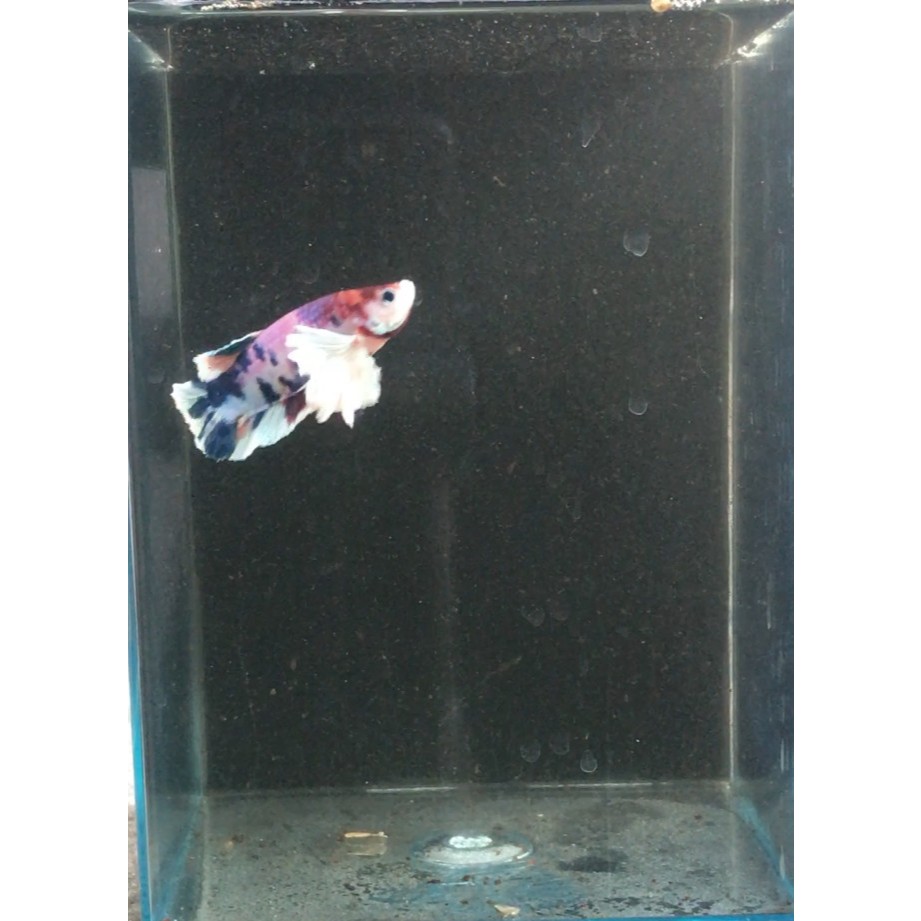 Ikan Hias Cupang Plakat Multicolor Dumbo Ear / Ikan Hias / Ikan Aquascape