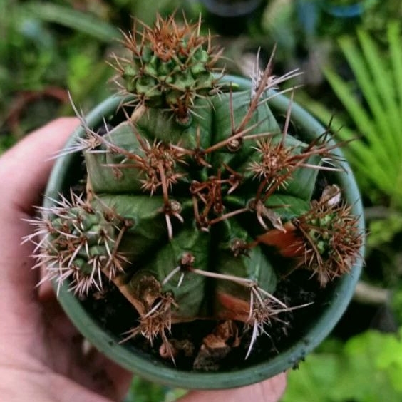 Tanaman Kaktus Gymnocalycium Mihanovichii Variegated Biji
