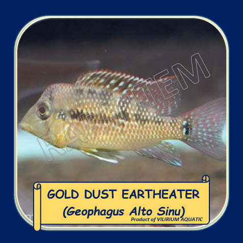 IKAN HIAS AIR TAWAR / IKAN AQUASCPE- GOLD DUST EARTHEATER / GEOPHAGUS ALTO SINU / GEOPHAGUS ALTO SIN