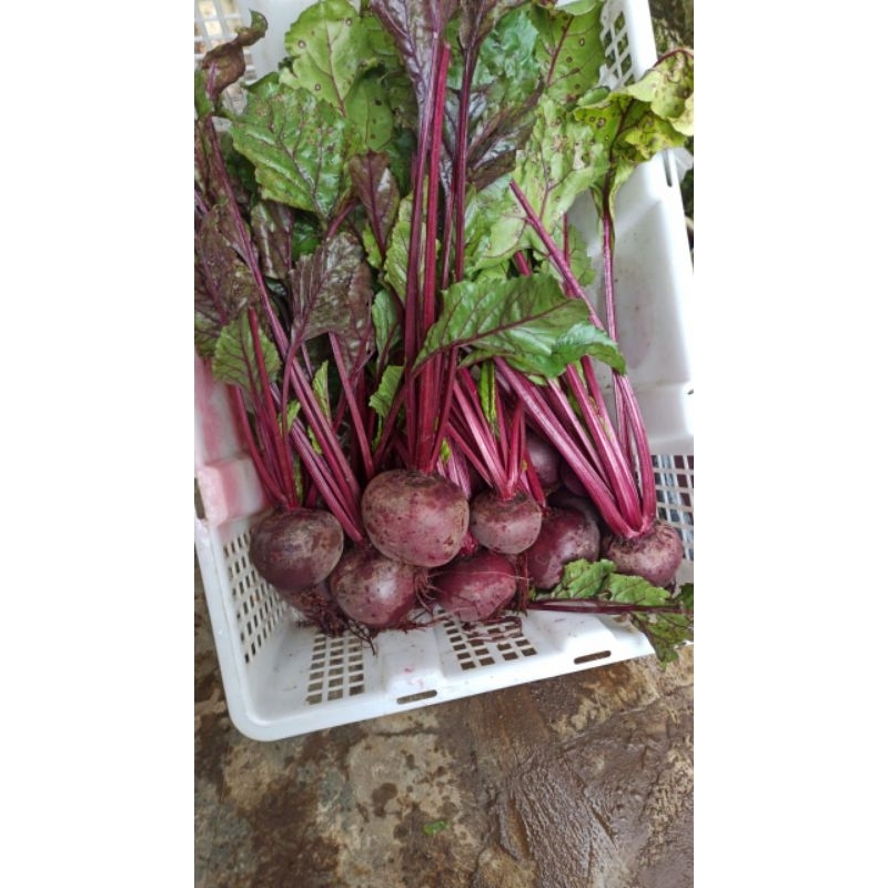 

buah bit segar 1kg beetroot