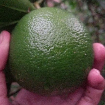 

Lemon California Hijau Langsung Dari Petaninya