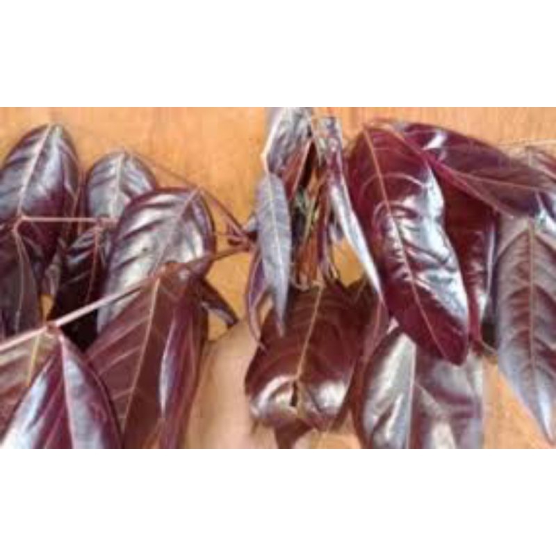 

daun jengkol segar 500 grm