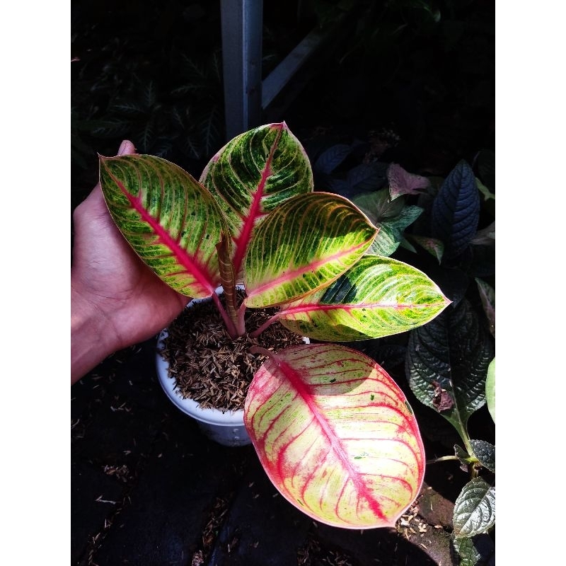 Aglonema goliat merah tanian lokal