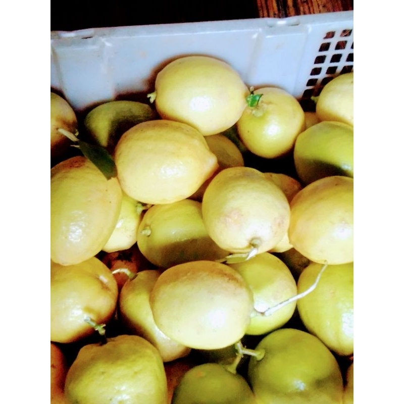 

BUAH JERUK LEMON LOKAL MURAH DAN JERUK LEMON DALAM KONDISI FRESH(SEGAR),BARU DI PETIK DI KEBUN SERTA ( NO FORMALIN) Dijual per 1kg