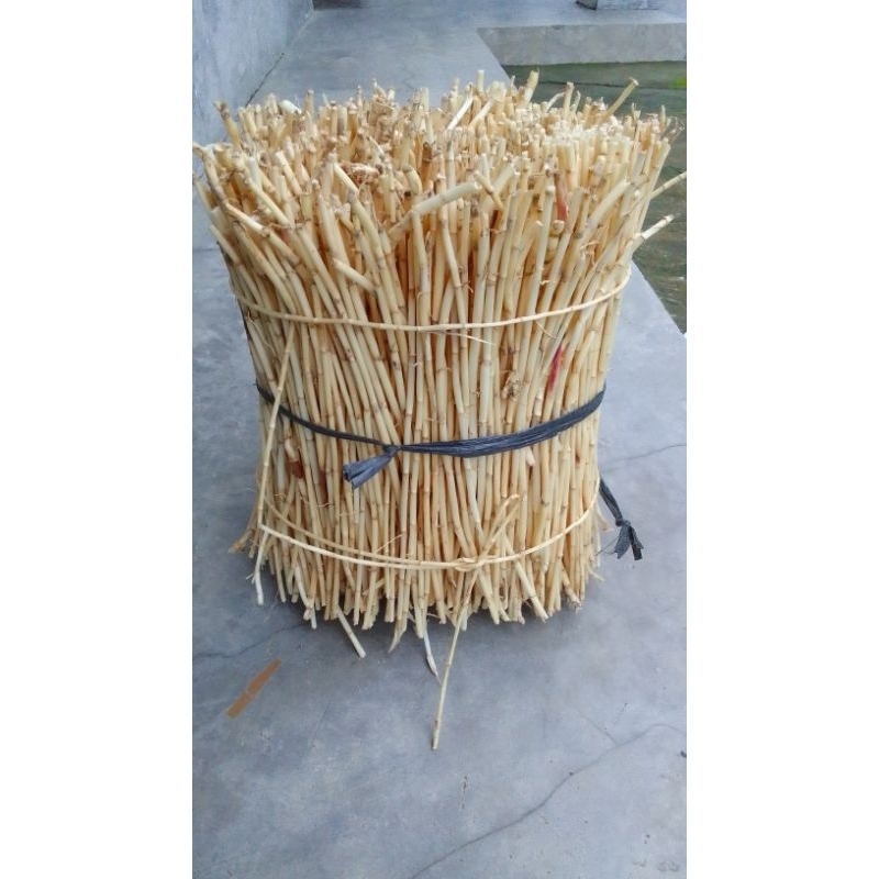 

Akar Ilalang /Alang -Alang Segar Siap Konsumsi Non Pestisida