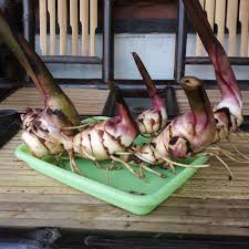 

umbi ganyol segar press 1kg