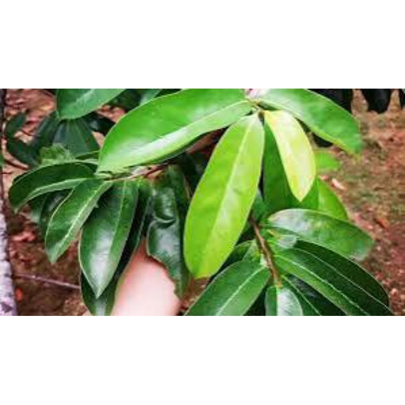 

daun sirsak segar 1kg