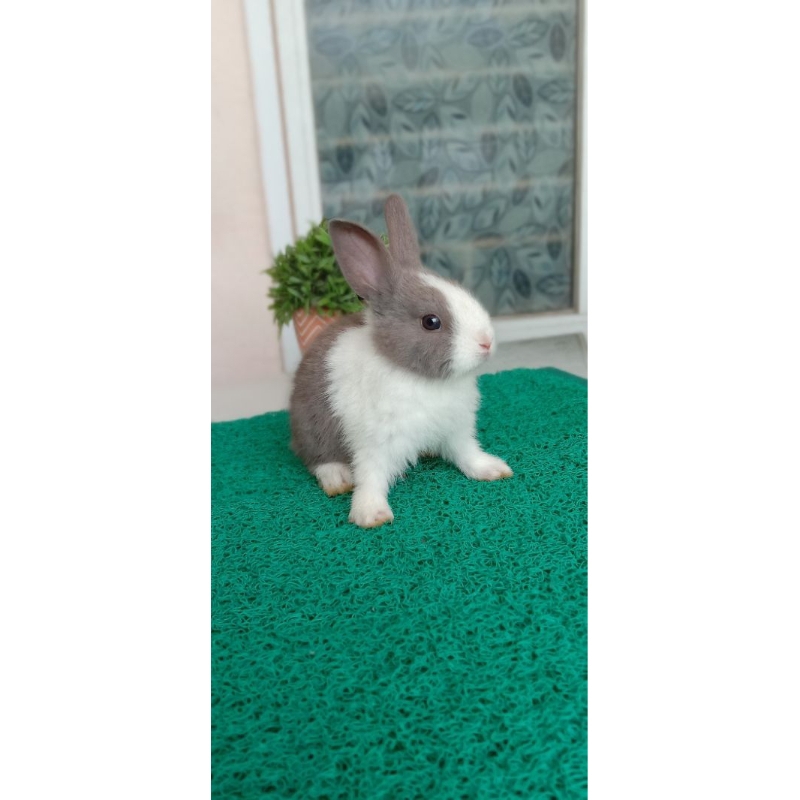 KELINCI DUTCH DAK DUT