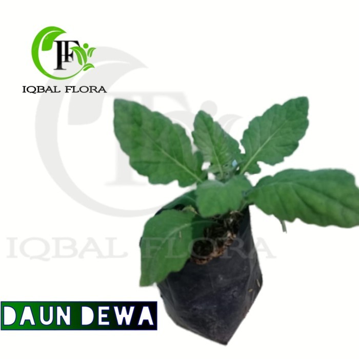 Daun Dewa Tanaman Herbal Daun Dewa